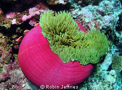 Taken in the Marion reef lagoon. Gorgeous Anemone & pinki... by Robin Jeffries 